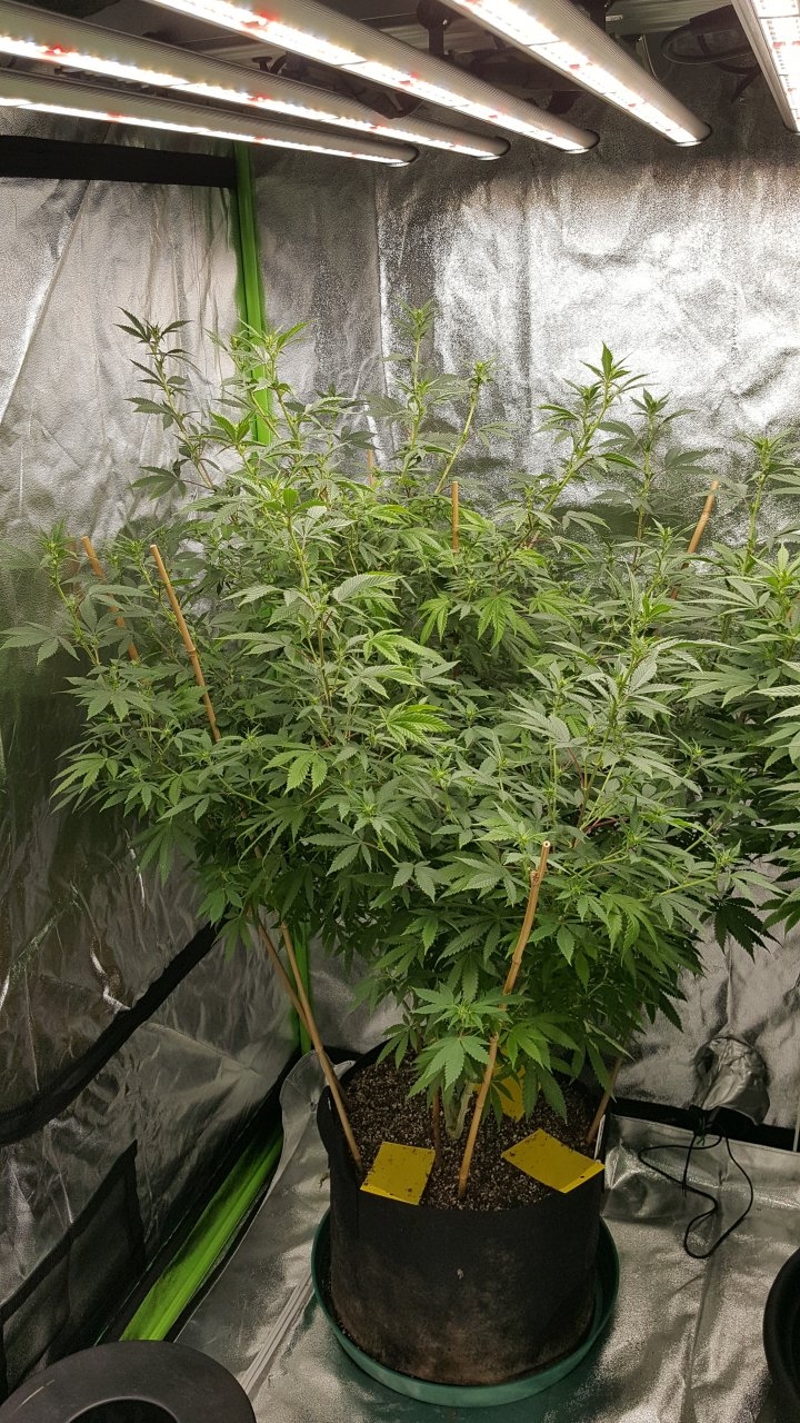 010319 Tangie Ghost Train 1.1 Flip Day 10 1.jpg