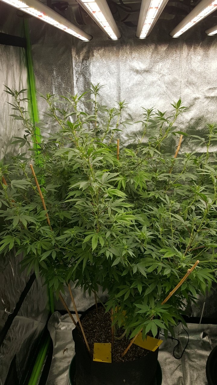 010319 Tangie Ghost Train 1.1 Flip Day 10 2.jpg