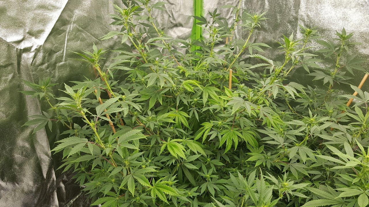 010319 Tangie Ghost Train 1.1 Flip Day 10 3.jpg