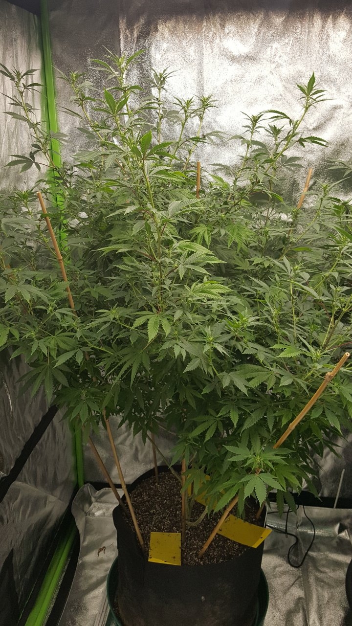 010319 Tangie Ghost Train 1.1 Flip Day 10 6.jpg