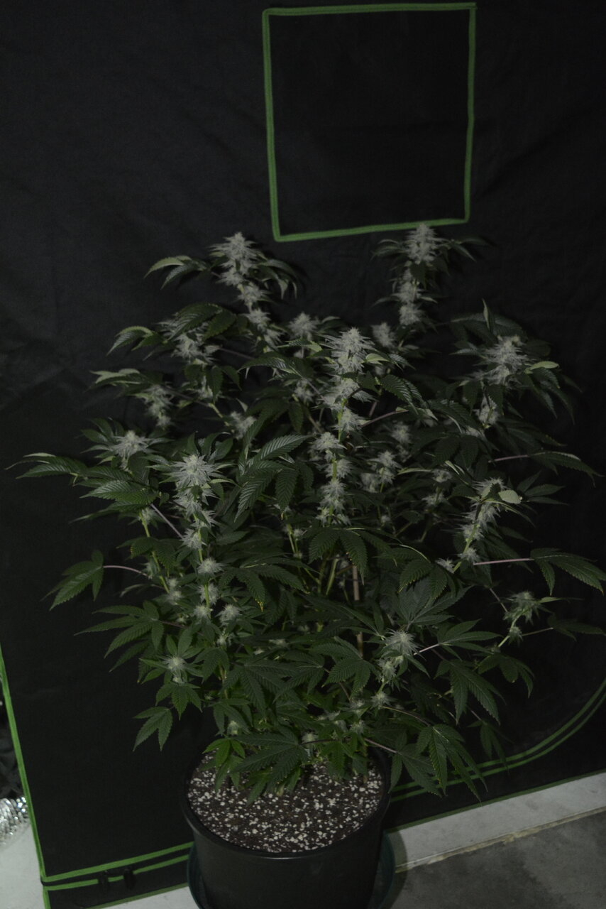 010520 Gorilla Glue #4 Flip Day 36 1.JPG