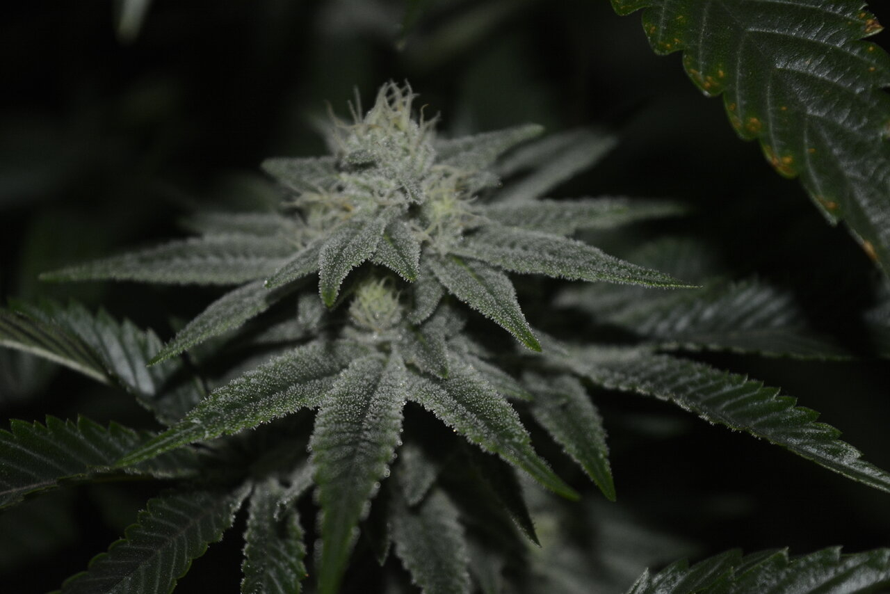 010520 Gorilla Glue #4 Flip Day 36 10.JPG