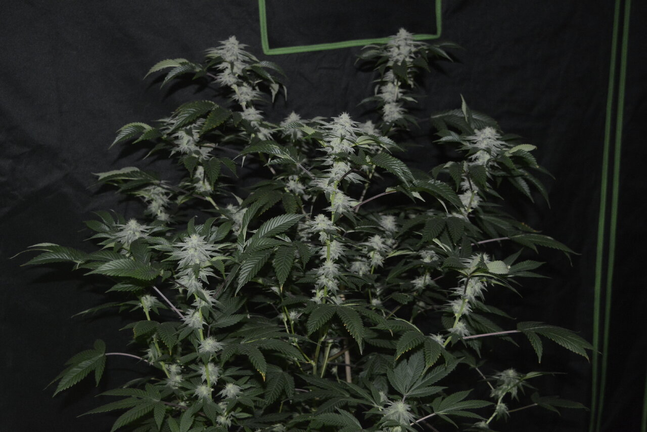 010520 Gorilla Glue #4 Flip Day 36 2.JPG