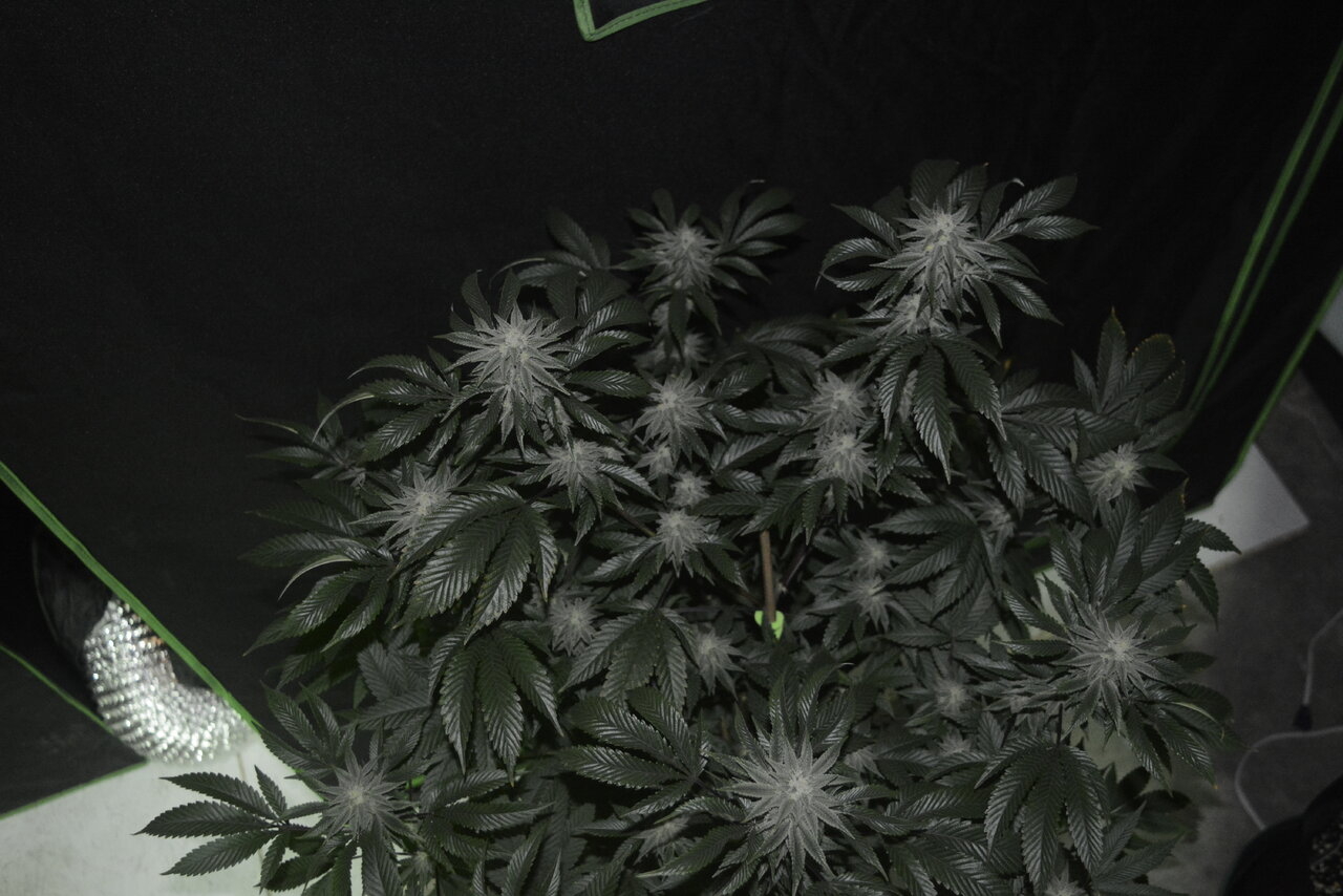 010520 Gorilla Glue #4 Flip Day 36 3.JPG