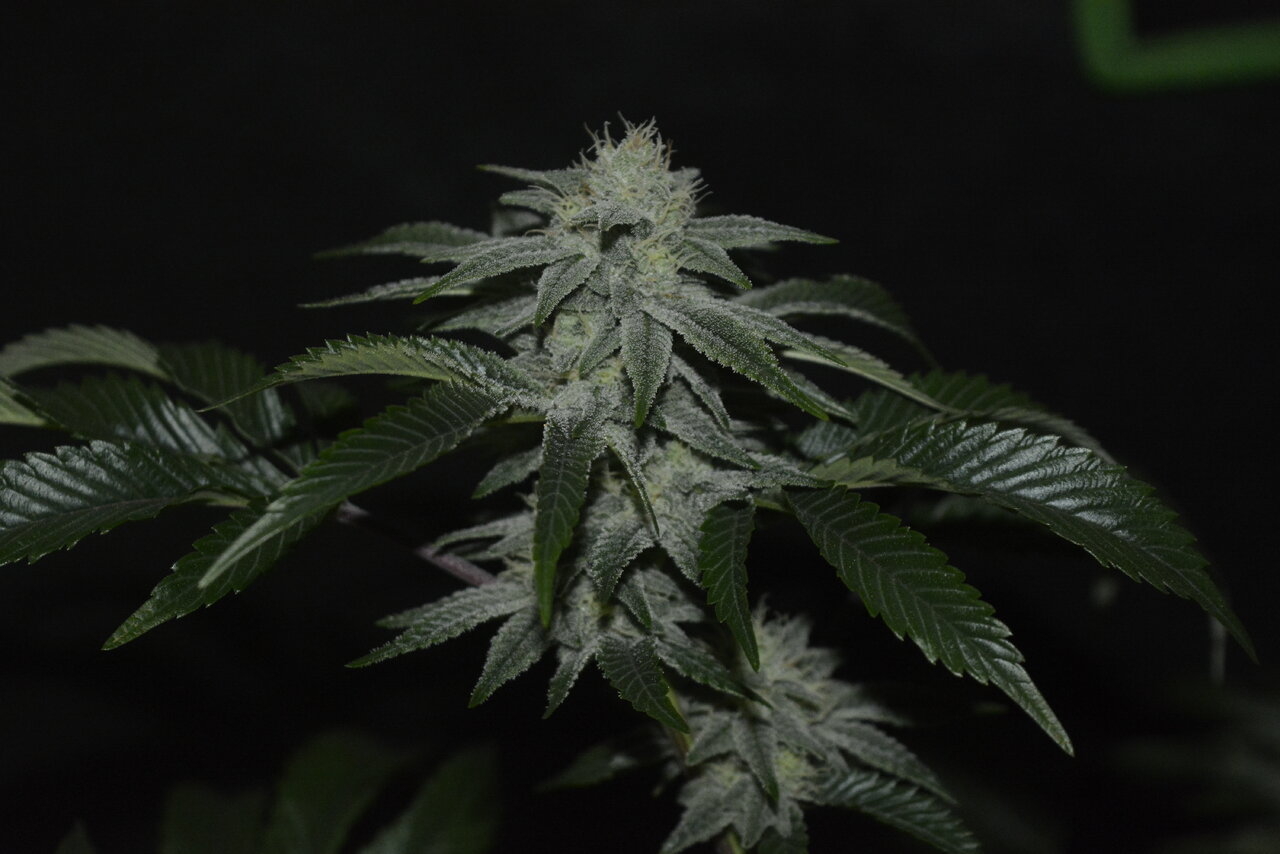 010520 Gorilla Glue #4 Flip Day 36 4.JPG