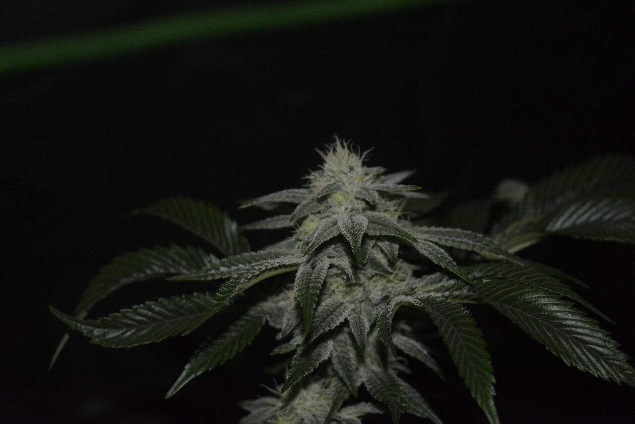 010520 Gorilla Glue #4 Flip Day 36 5.JPG