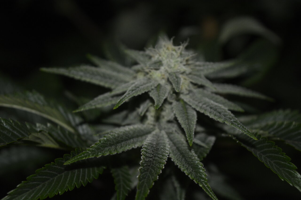 010520 Gorilla Glue #4 Flip Day 36 6.JPG