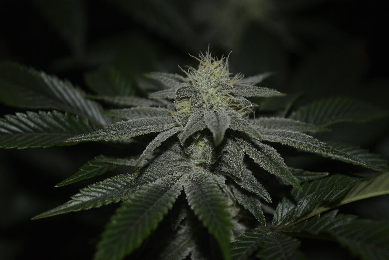 010520 Gorilla Glue #4 Flip Day 36 7.JPG