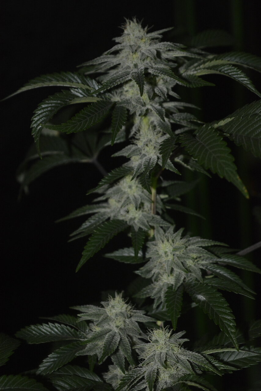 010520 Gorilla Glue #4 Flip Day 36 8.JPG