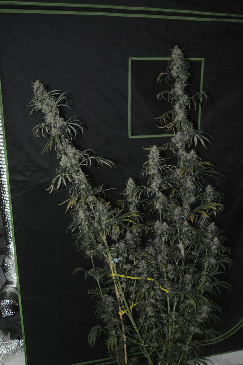 010820 Panama Haze Flip Day 84 1.JPG