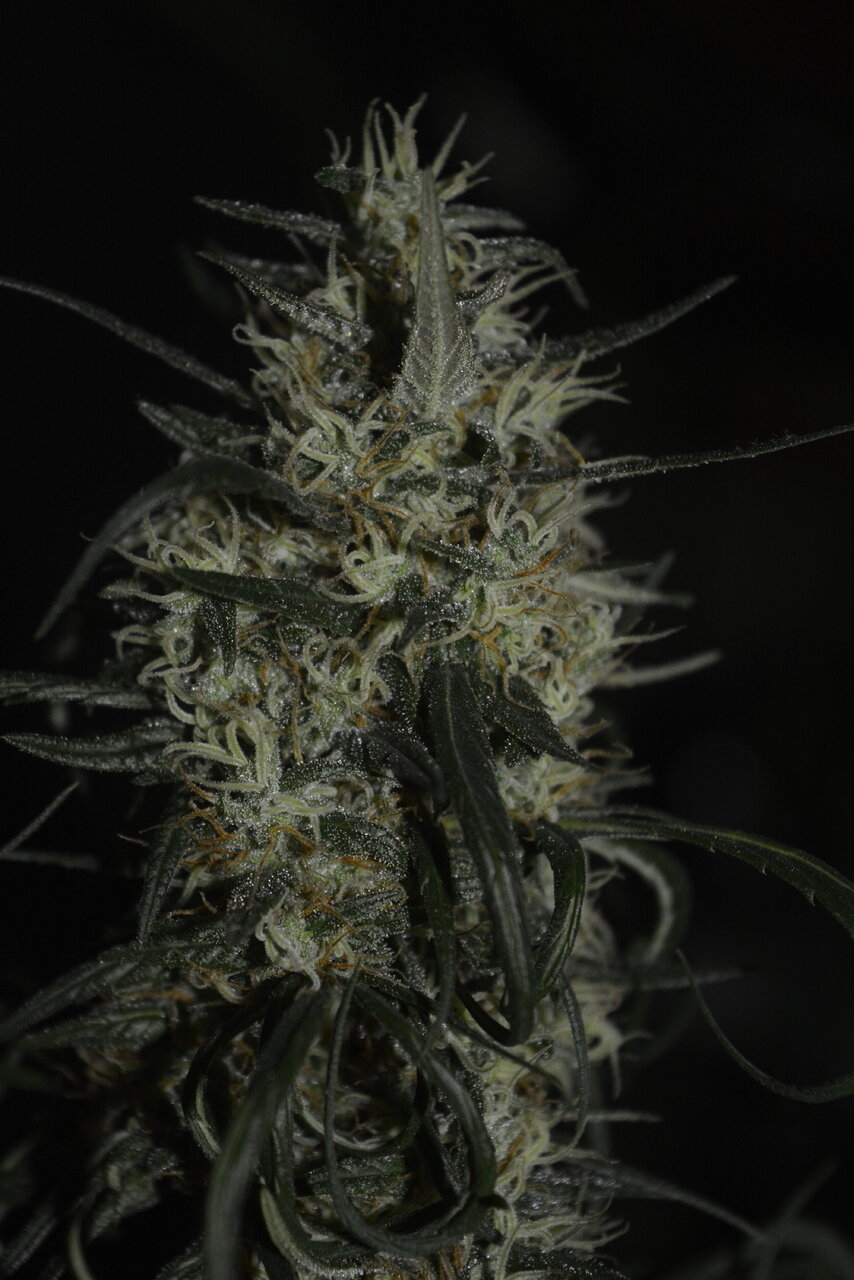 010820 Panama Haze Flip Day 84 10.JPG