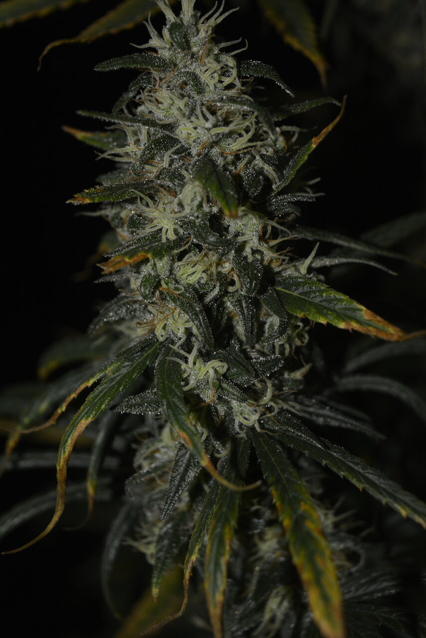 010820 Panama Haze Flip Day 84 3.JPG