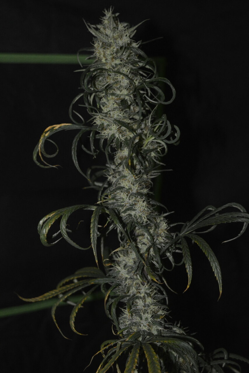 010820 Panama Haze Flip Day 84 4.JPG