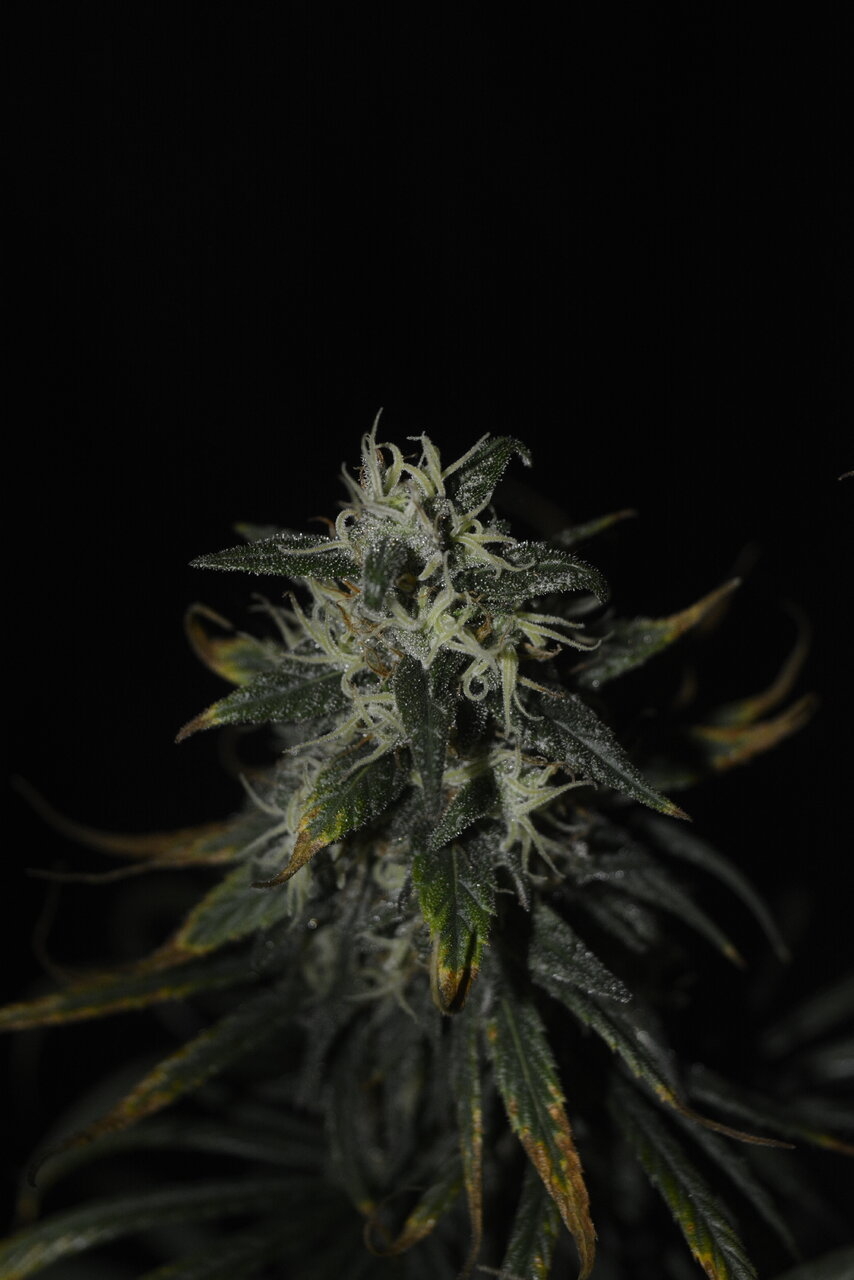 010820 Panama Haze Flip Day 84 5.JPG