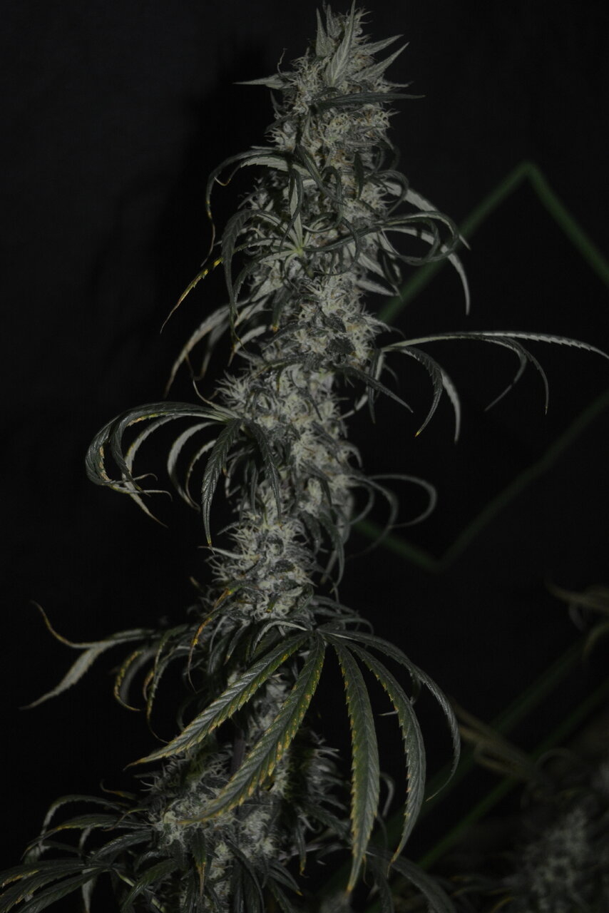 010820 Panama Haze Flip Day 84 6.JPG