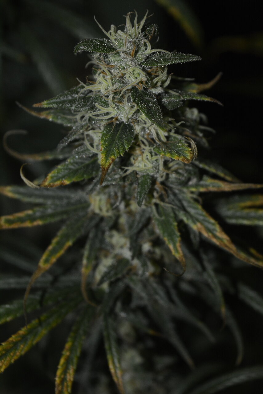 010820 Panama Haze Flip Day 84 8.JPG