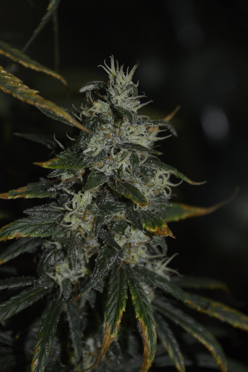 010820 Panama Haze Flip Day 84 9.JPG