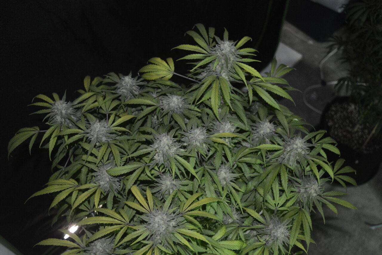 010820 Zkittlez Flower 10.JPG