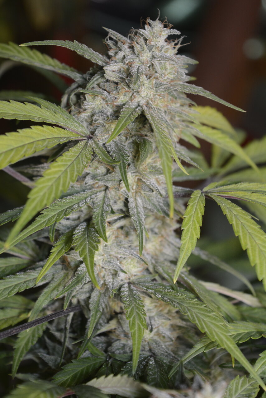 010820 Zkittlez Flower 6.JPG