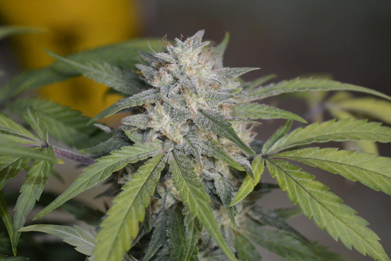 010820 Zkittlez Flower 7.JPG