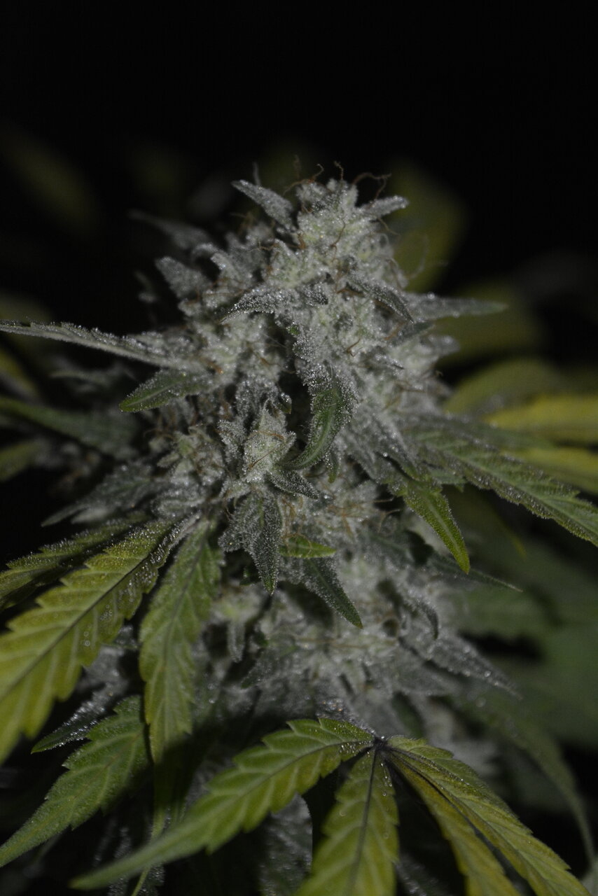 010820 Zkittlez Flower 8.JPG