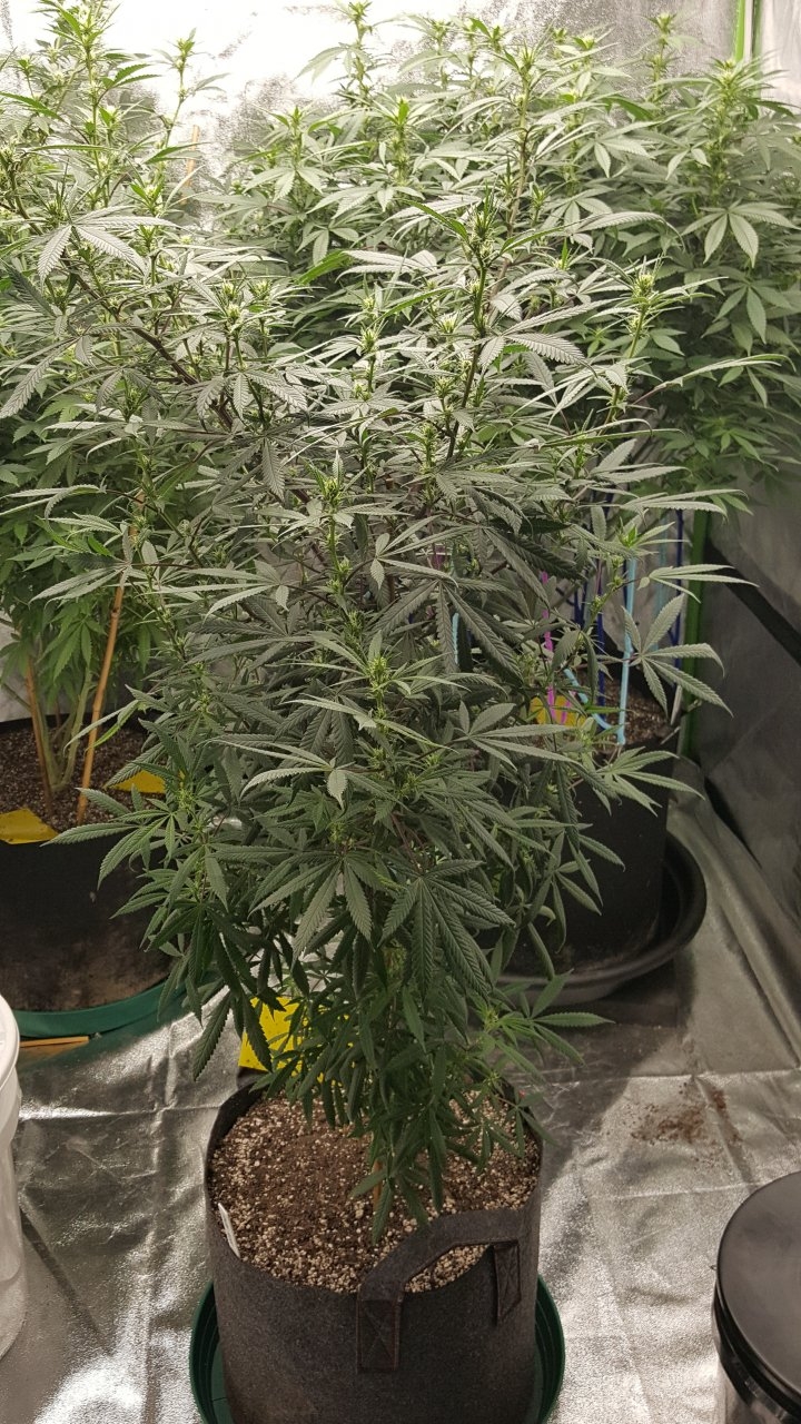 010918 Hindu Kush 1.2.1 Flip Day 15 1.jpg