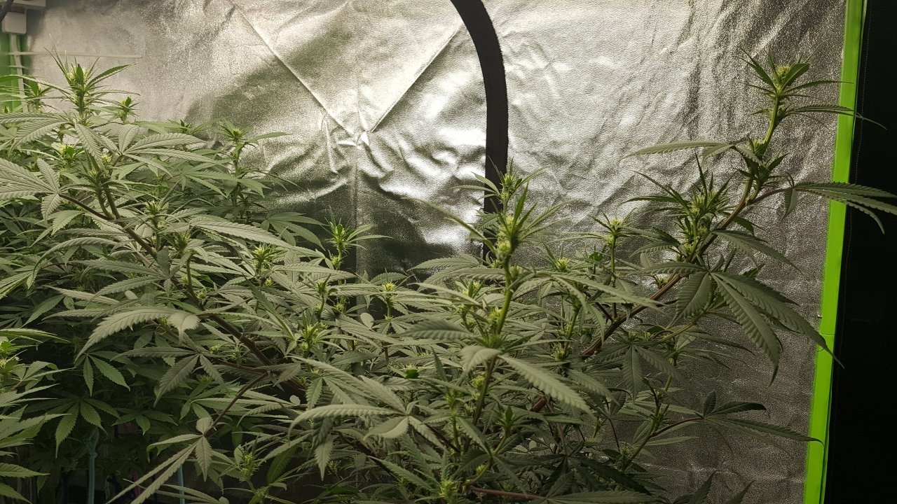 010918 Hindu Kush 1.2.1 Flip Day 15 3.jpg