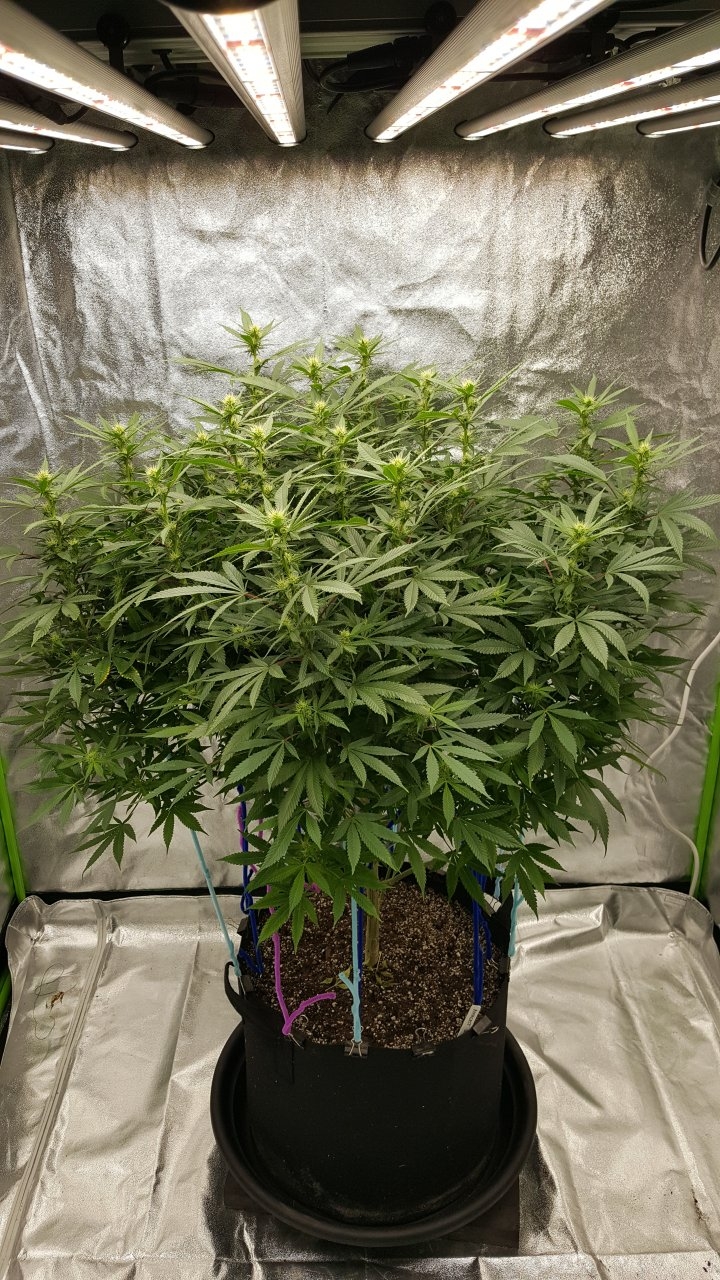 011019 Amherst Sour Diesel Flip Day 17 1.jpg