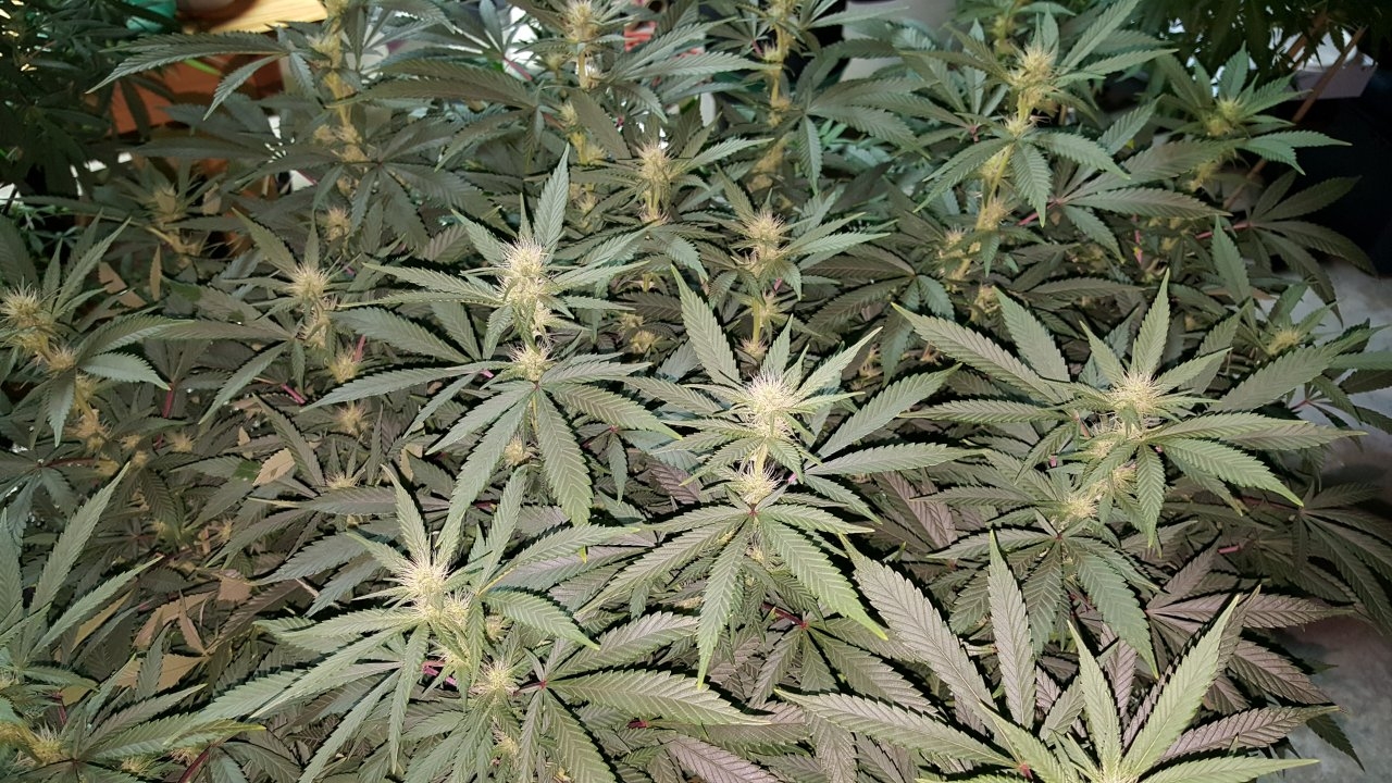 011019 Amherst Sour Diesel Flip Day 17 10.jpg