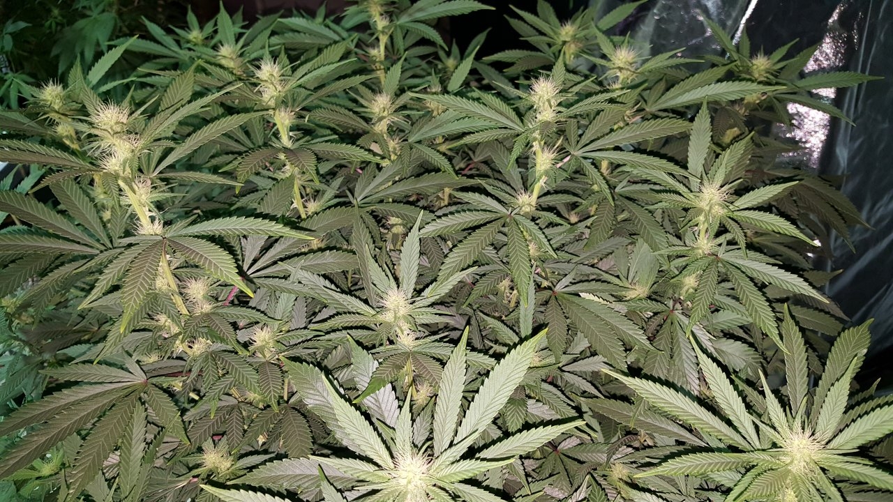 011019 Amherst Sour Diesel Flip Day 17 11.jpg