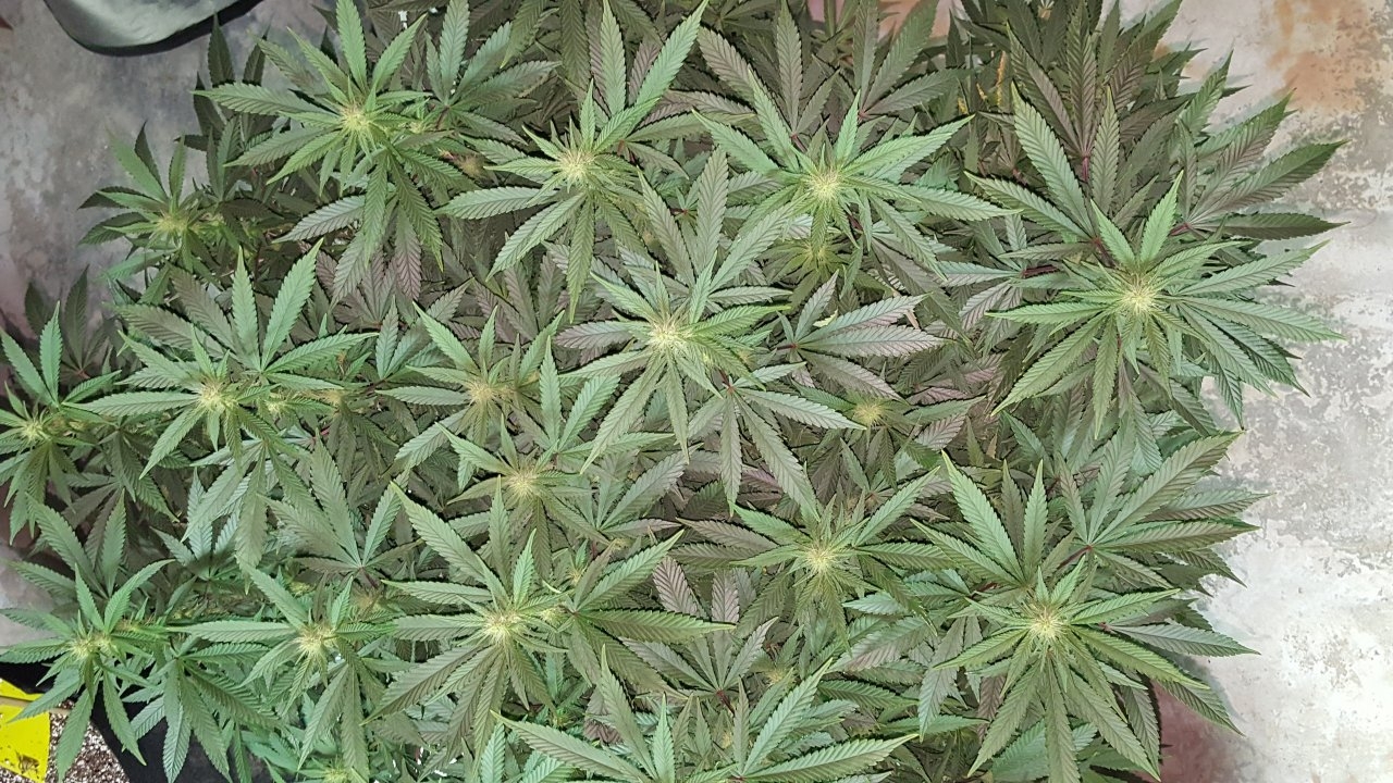 011019 Amherst Sour Diesel Flip Day 17 12.jpg