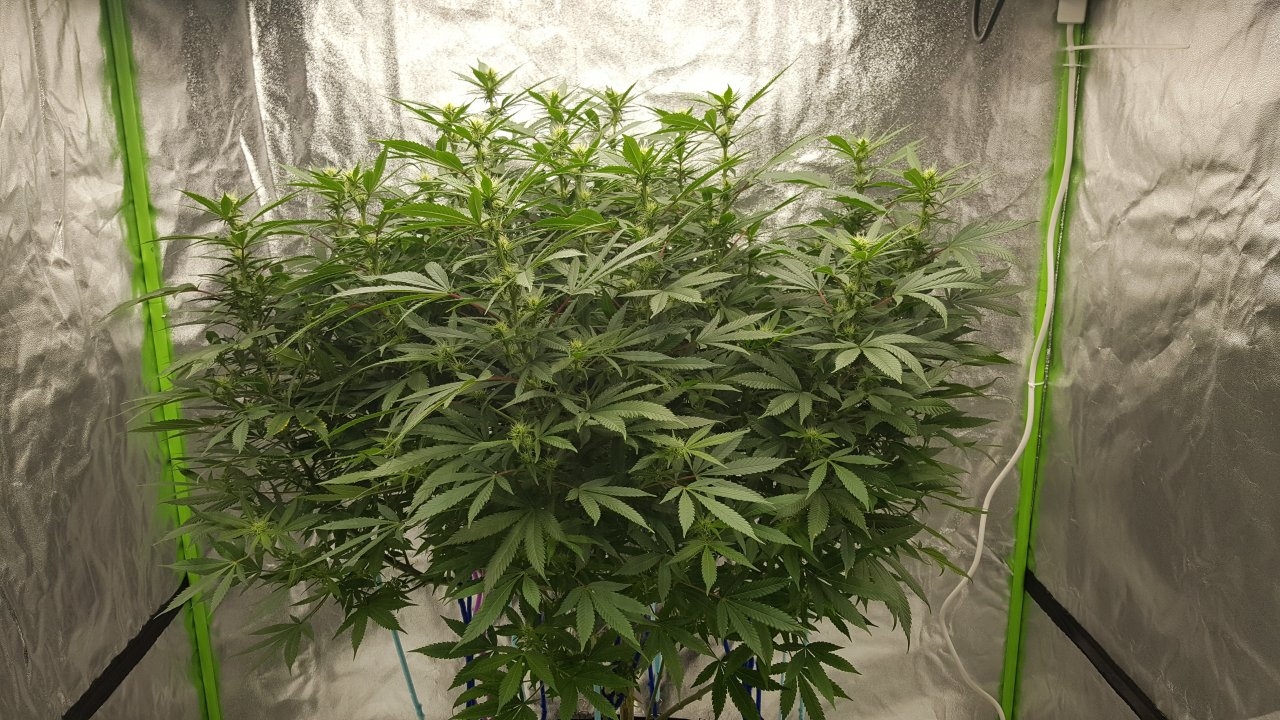 011019 Amherst Sour Diesel Flip Day 17 2.jpg