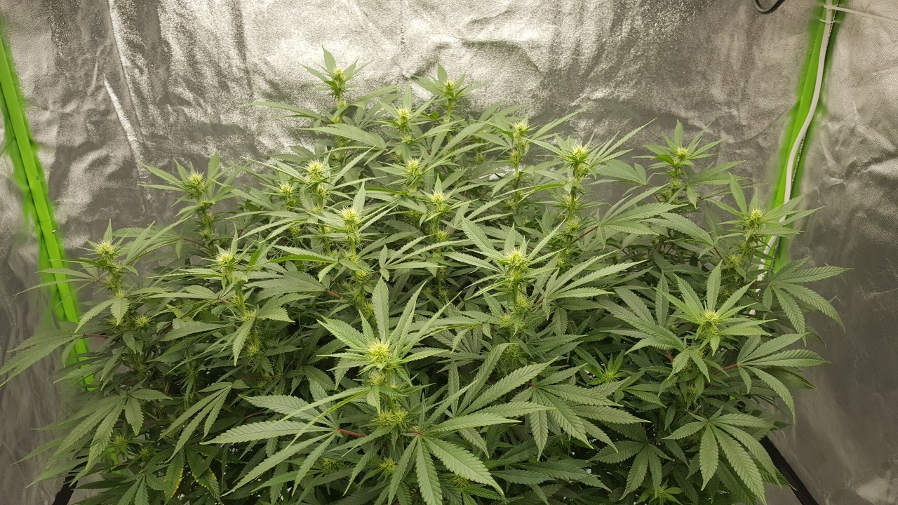 011019 Amherst Sour Diesel Flip Day 17 3.jpg