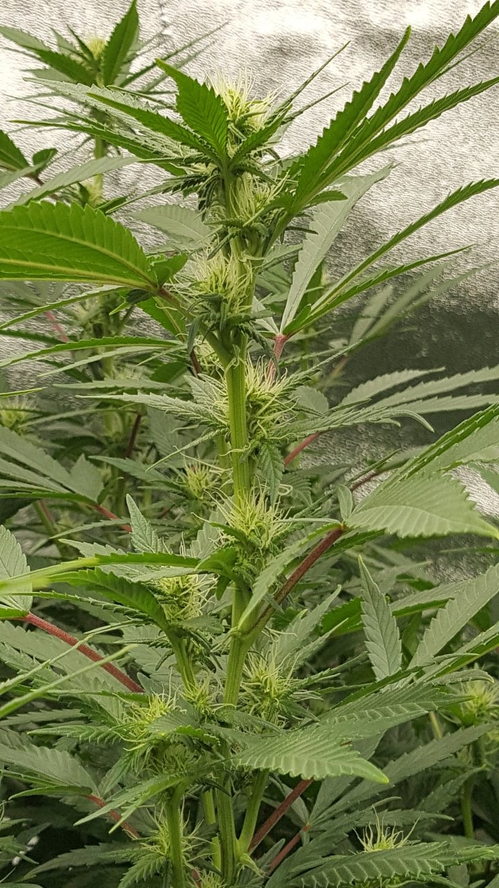 011019 Amherst Sour Diesel Flip Day 17 5.jpg