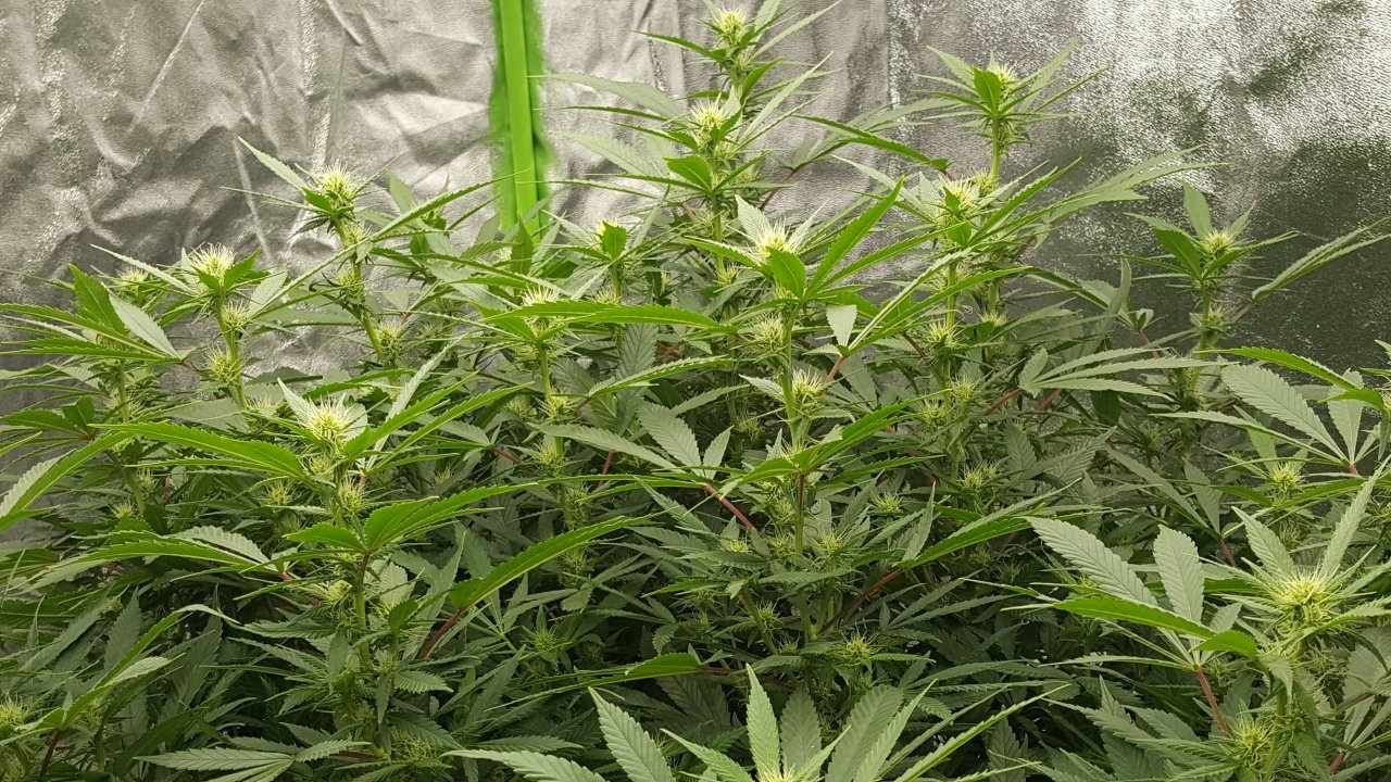 011019 Amherst Sour Diesel Flip Day 17 6.jpg