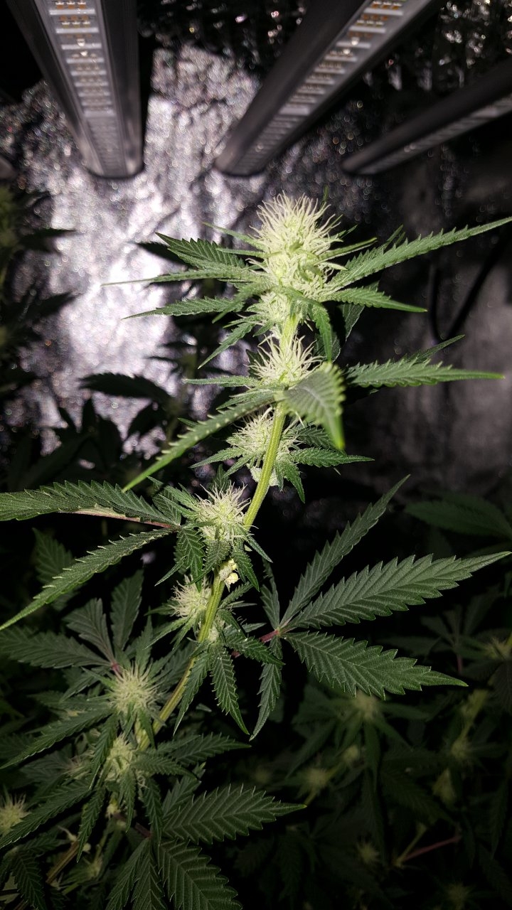 011019 Tangie Ghost Train 1.1 Flip Day 17 11.jpg