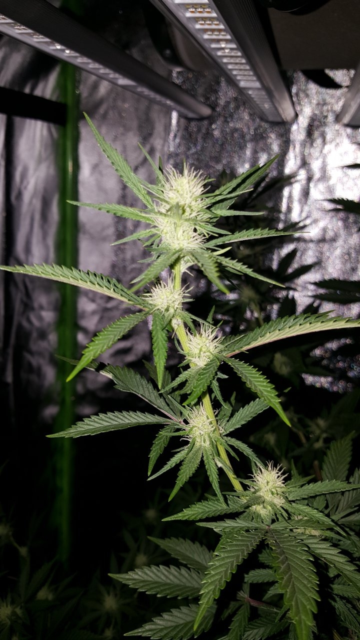 011019 Tangie Ghost Train 1.1 Flip Day 17 12.jpg