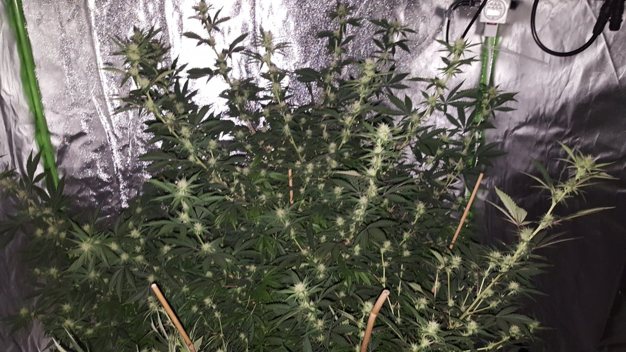 011019 Tangie Ghost Train 1.1 Flip Day 17 13.jpg