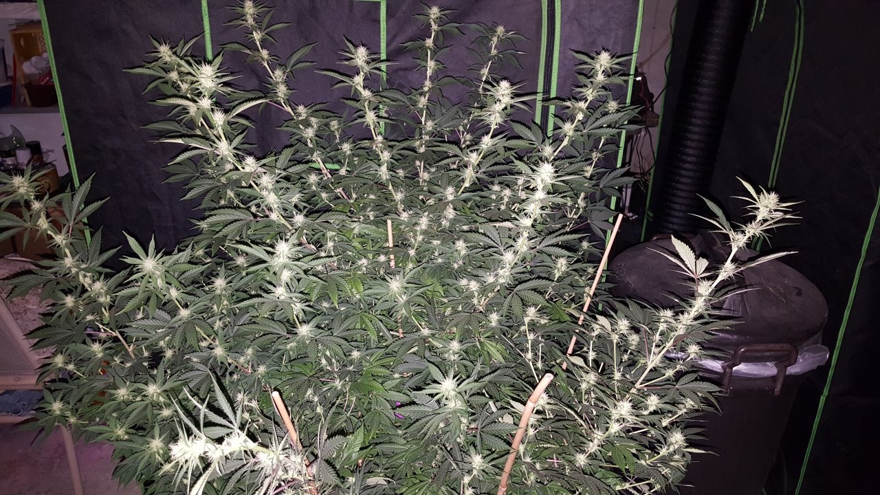 011019 Tangie Ghost Train 1.1 Flip Day 17 2.jpg