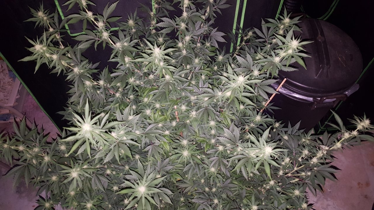 011019 Tangie Ghost Train 1.1 Flip Day 17 3.jpg