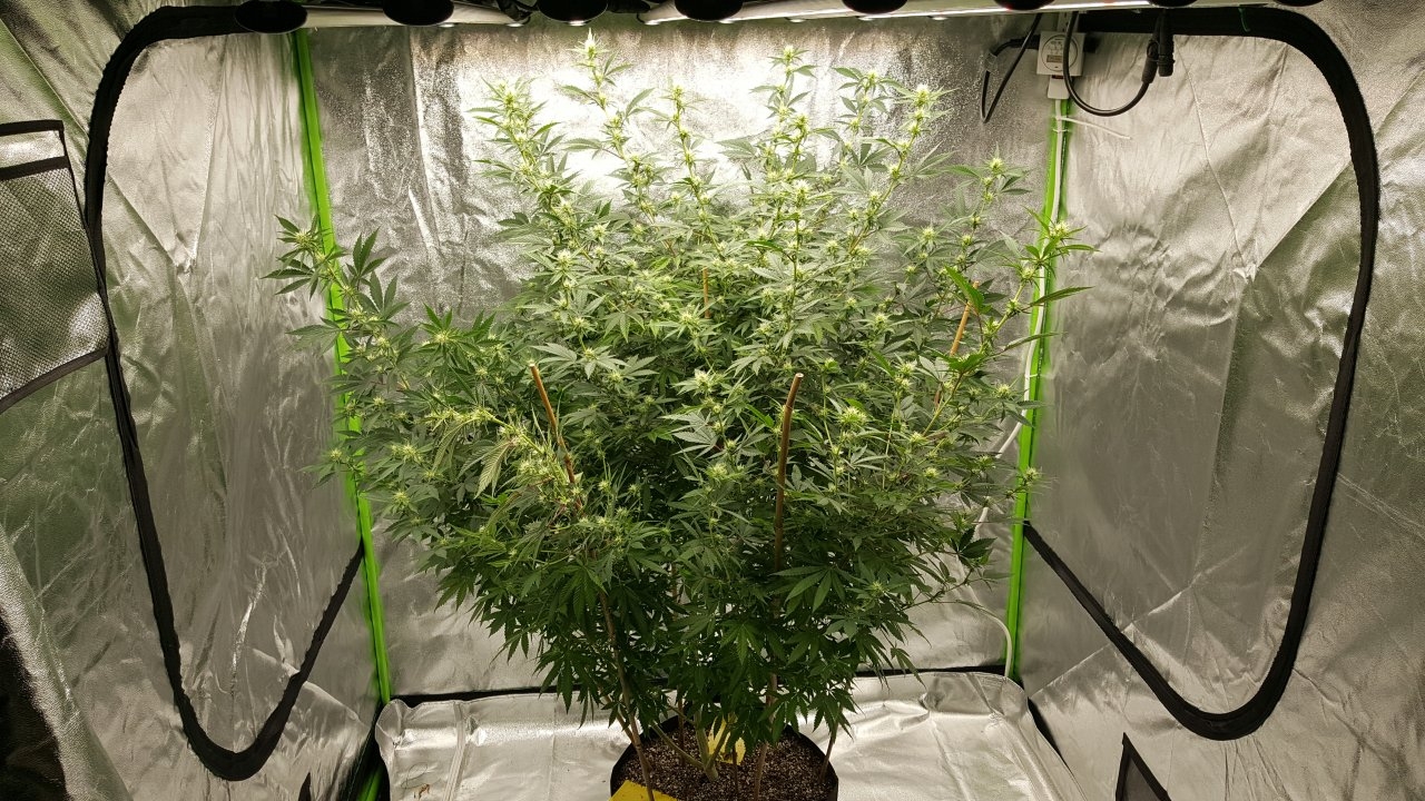 011019 Tangie Ghost Train 1.1 Flip Day 17 4.jpg