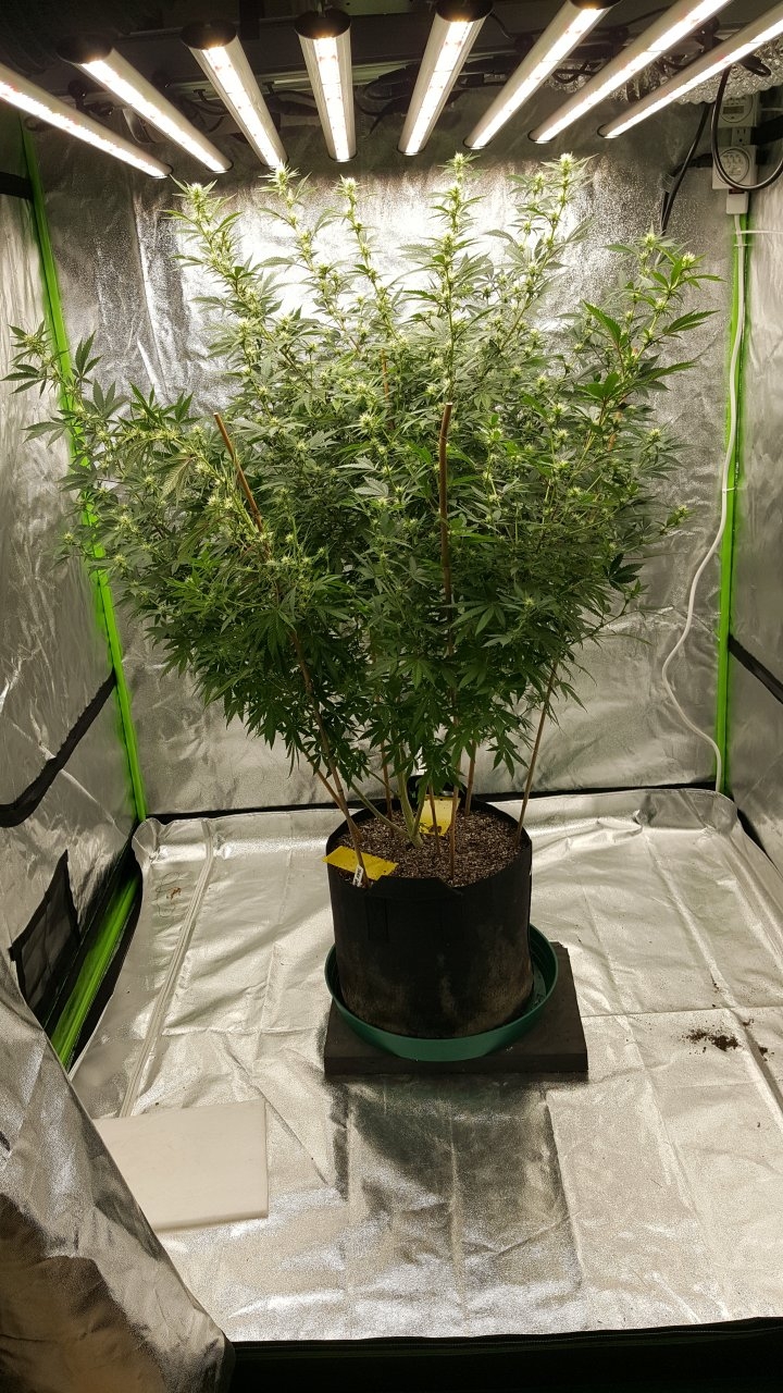 011019 Tangie Ghost Train 1.1 Flip Day 17 5.jpg