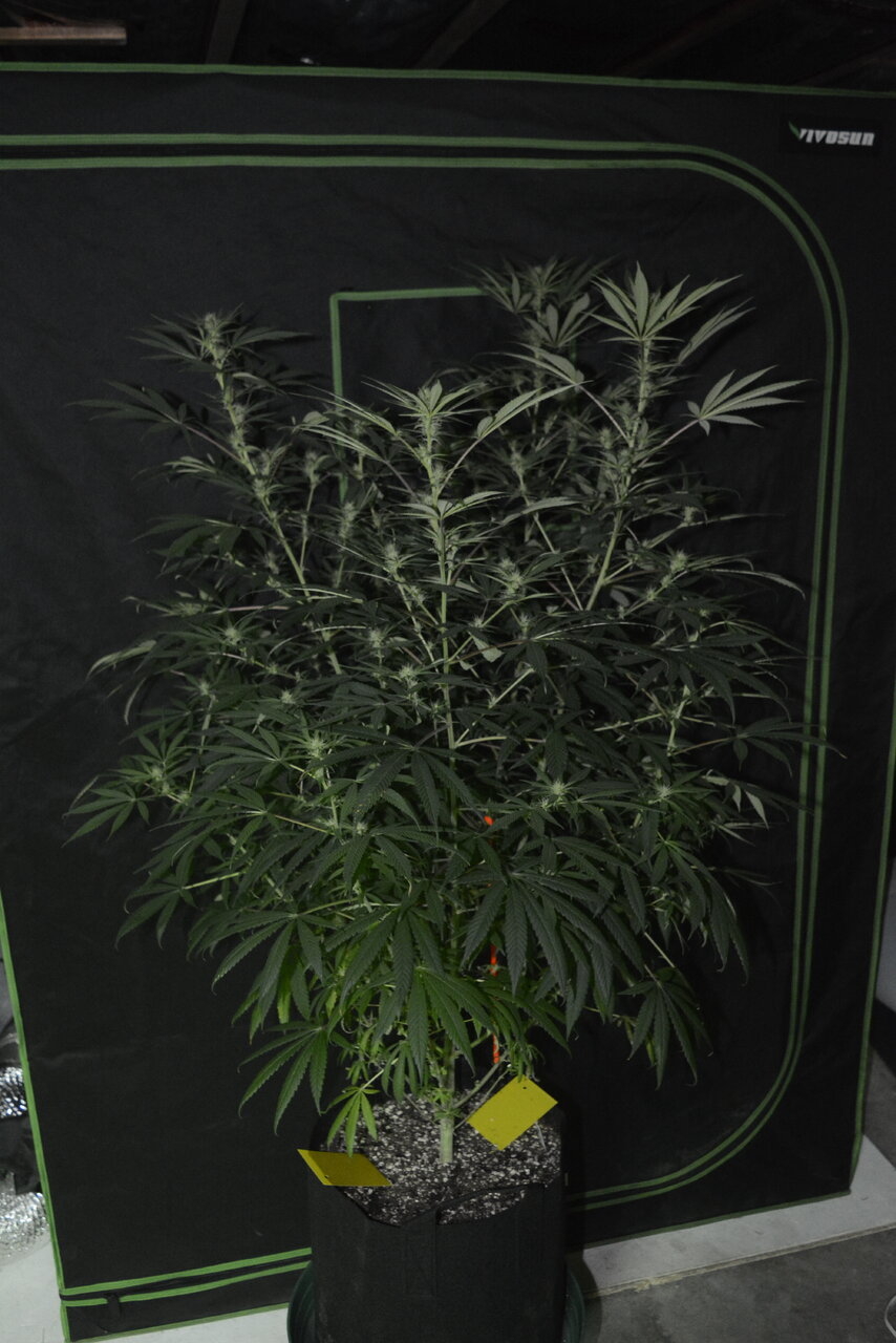 011020 Purple Orange CBD Flip Day 22 1.JPG