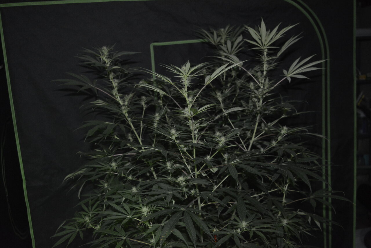 011020 Purple Orange CBD Flip Day 22 2.JPG