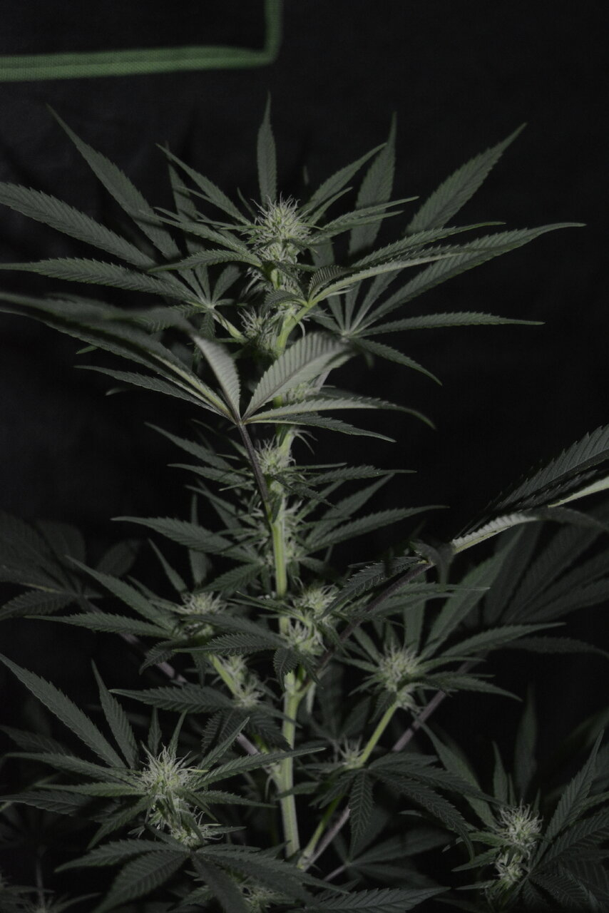 011020 Purple Orange CBD Flip Day 22 4.JPG