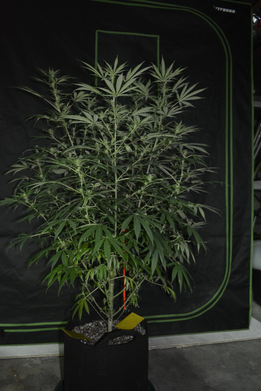 011020 Purple Orange CBD Flip Day 22 8.JPG