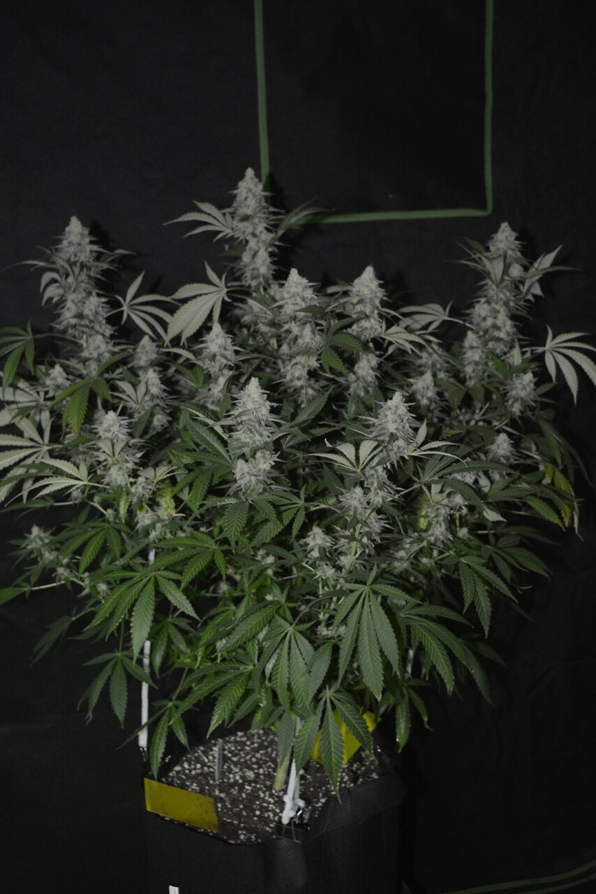 011320 Afghani #1 Flip Day 44 1.JPG