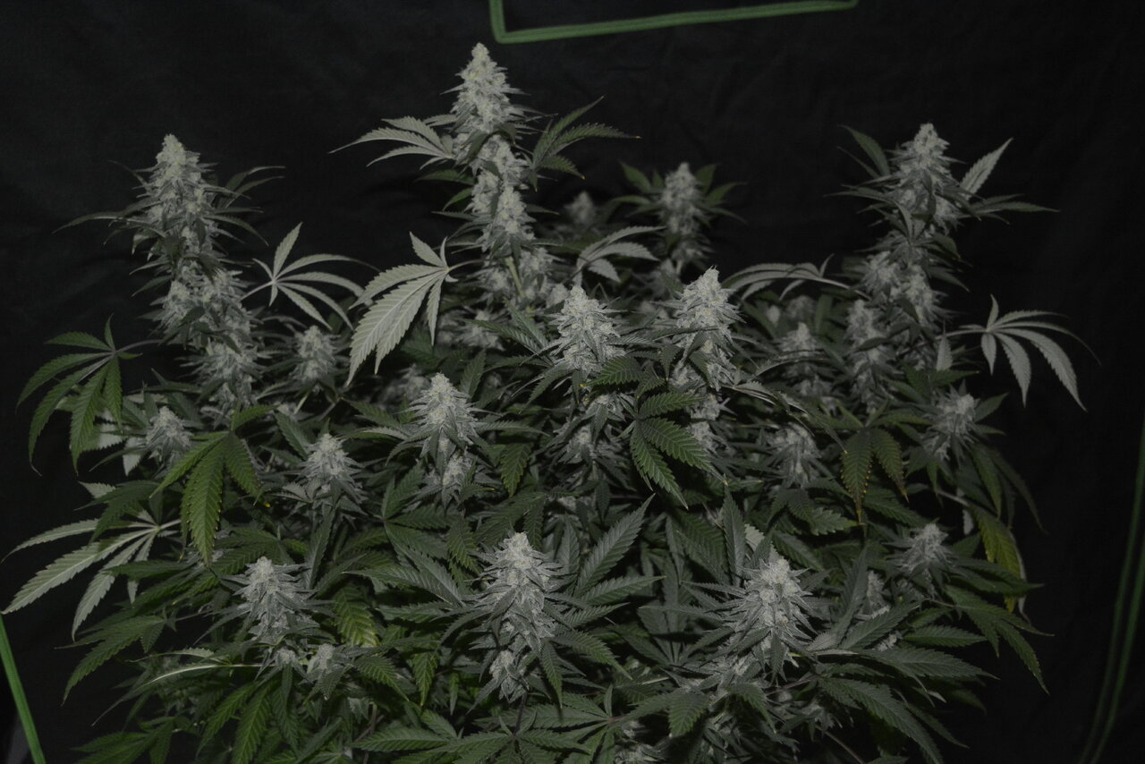 011320 Afghani #1 Flip Day 44 2.JPG