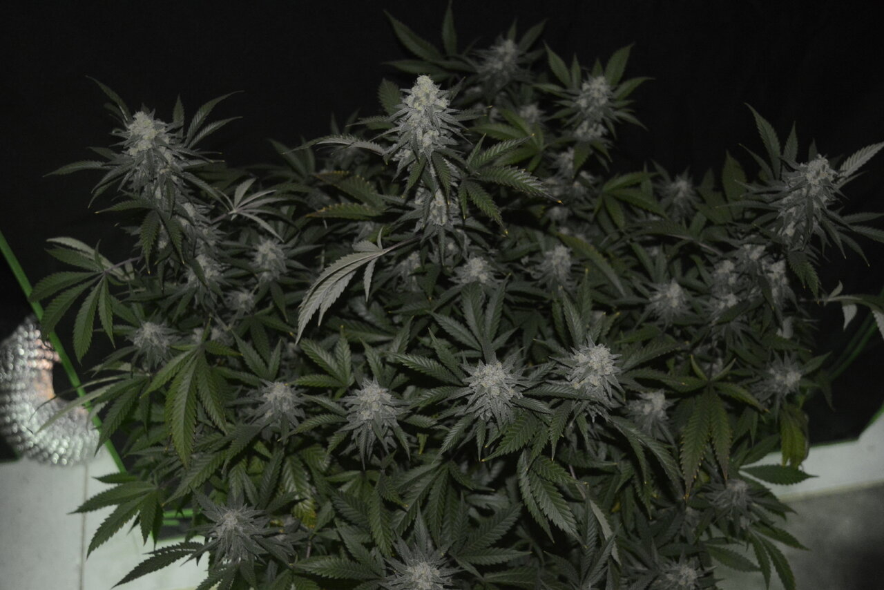 011320 Afghani #1 Flip Day 44 3.JPG