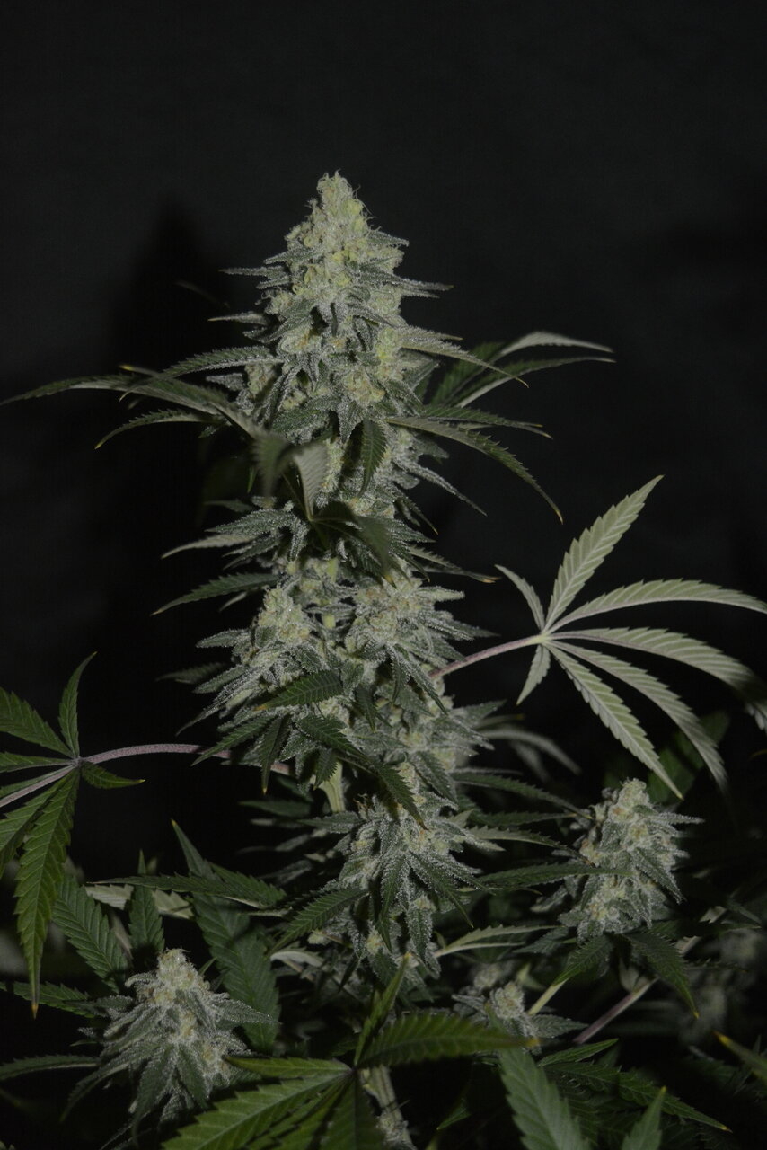 011320 Afghani #1 Flip Day 44 4.JPG